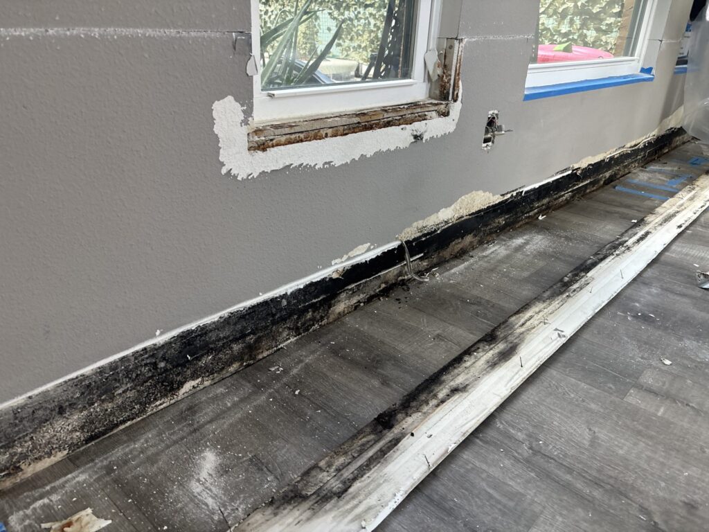 Mold along the base of an exterior wall after baseboards were removed